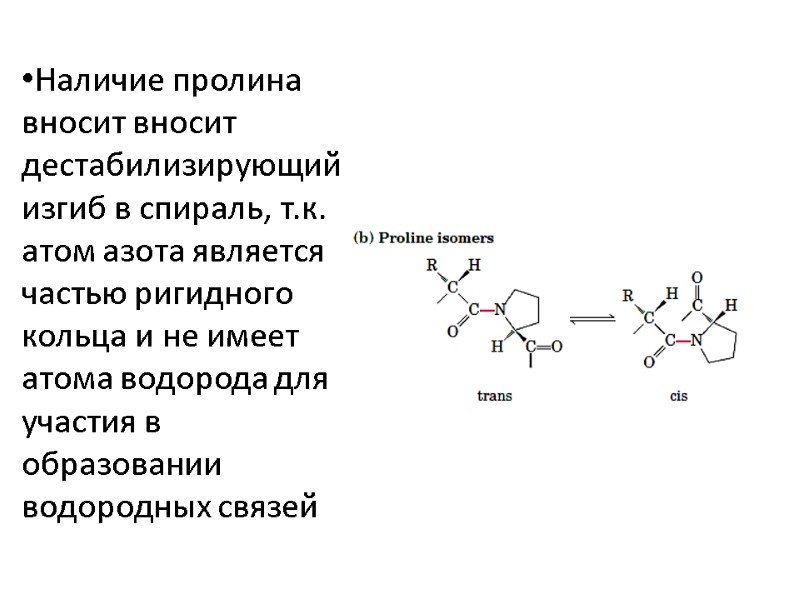 Наличие пролина вносит вносит дестабилизирующий изгиб в спираль, т.к. атом азота является частью ригидного